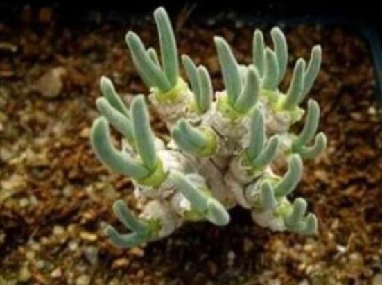 碧光環發芽后要澆水嗎，需要/只需要保持濕潤環境即可"
