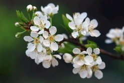 櫻花盆栽修剪方法圖解，從三個(gè)階段進(jìn)行修剪"