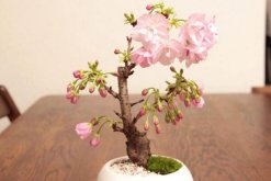 櫻花掉葉子怎么辦，掉葉子原因以及解決方法"