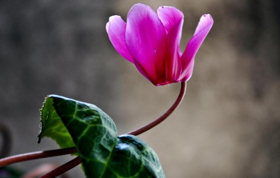 仙客來幾月份開花，集中在冬天這個季節開花"