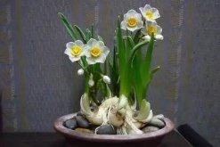 水仙花不開花怎么辦，四種原因以及解決方法"