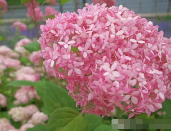 粉色繡球花花語，代表著美好回憶、期待愛情