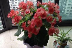 四季海棠花養殖方法，掌握以下5點就可以使其爆盆"