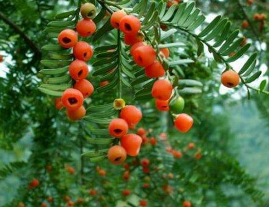 紅豆杉施什么肥好，紅豆杉施氮、磷、鉀肥最好"