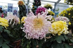 菊花秋天怎么養，保證光照、養分的充足"