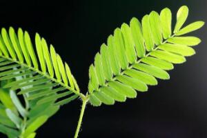 含羞草葉子為什么發黃，含羞草葉子發黃怎么辦"