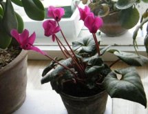 仙客來為什么不開花，仙客來不開花怎么辦"
