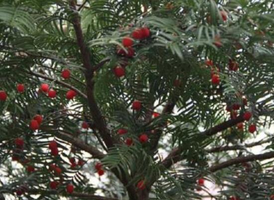 紅豆杉泡水喝的功效，防癌抗癌、增強免疫力、消炎抑菌"