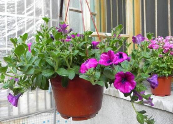 牽牛花的品種，盤點牽?；ㄗ蠲赖牧笃贩N"