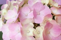 繡球花的花期是什么時候，這些方法能讓花期更長（花期6-8月）"