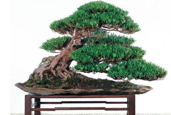 盆栽羅漢松怎么養，盆栽羅漢松養殖方法"