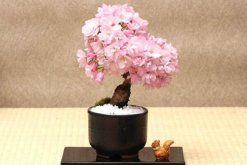 櫻花種子如何催芽，櫻花催芽的三種方法"