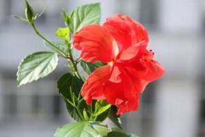 木菊花的養殖方法，生長期可7~10天追肥一次"