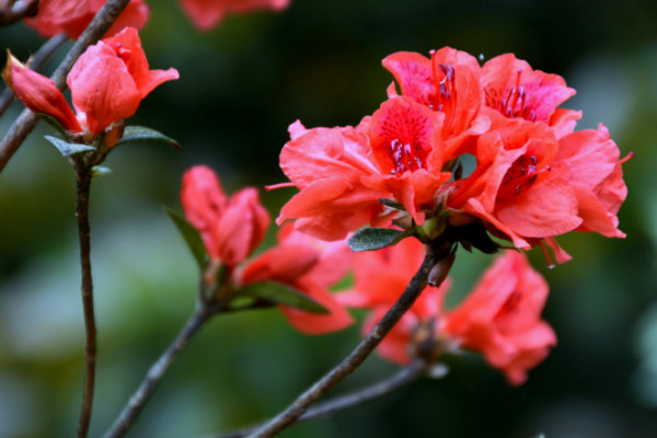 杜鵑花開花后怎么修剪，剪掉殘花和爛枝
