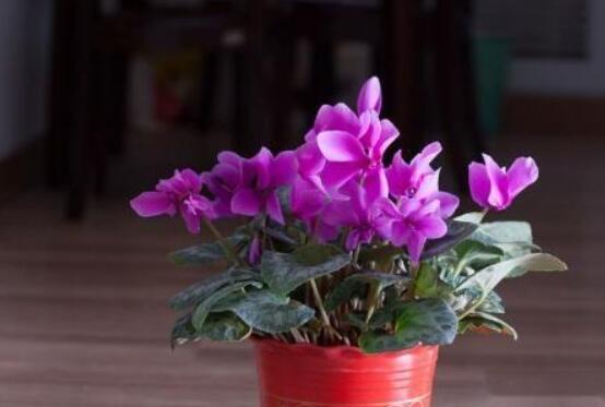仙客來的球莖怎么保存，最重要就是注意溫度變化(降溫處理)"