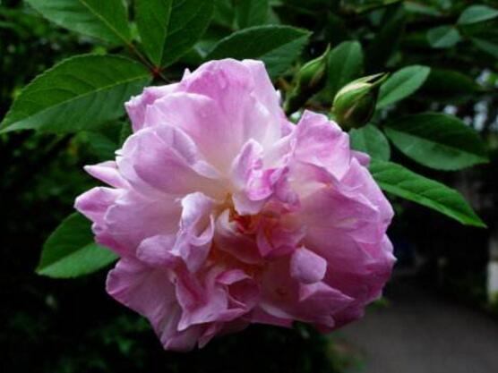 薔薇花種子怎么種，盤點薔薇花種子種法"