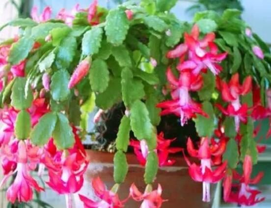 蟹爪蘭不開(kāi)花怎么辦，做好六個(gè)要點(diǎn)花開(kāi)爆盆"