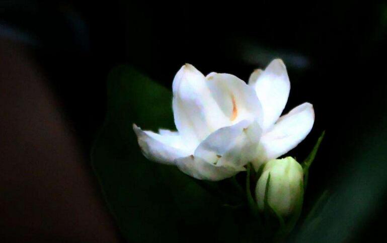 茉莉花開花后怎么辦，要及時修剪和施肥等3個方面的養護"