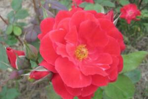月季花有毒嗎，月季花可以吃嗎(無毒可食用)"