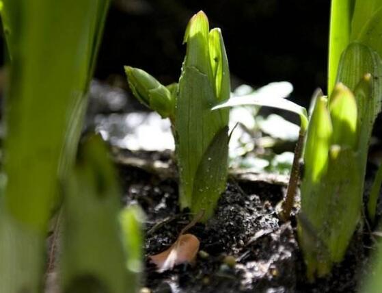 水仙花爛根怎么辦，水仙花爛根解決辦法"