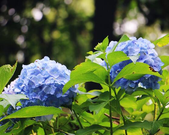 無盡夏和普通繡球的區別，教你兩種最簡單區別方法(花期/外觀)"