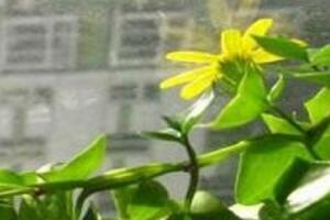 常春藤花期多長時間，常春藤不開花的原因"