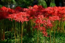 彼岸花的傳說，以及彼岸花的花語介紹"