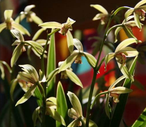 蘭花什么時(shí)候開花，不同品種開花時(shí)間不盡相同"