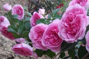 月季花有幾種顏色，月季花品種圖片大全"