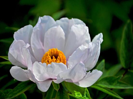 牡丹花什么時(shí)候開(kāi)，牡丹花在每年5月開(kāi)花(一年開(kāi)一次)"