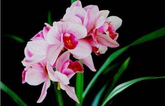 蘭花哪個品種最好，素冠荷鼎天價難買(鎮(zhèn)園之寶)
