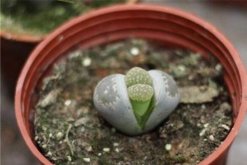 生石花養殖常見問題，稍不注意就會導致植株死亡"