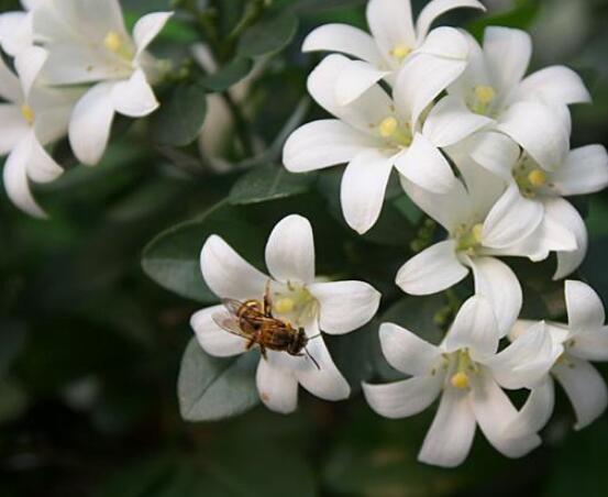 九里香的花語，代表著愛情的俘虜(美好與神圣)"