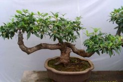 桂花樹種植方法，5步即可完成桂花的種植"
