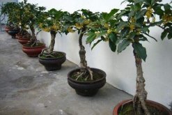 桂花怎么養才長得好，5步教你養好桂花"