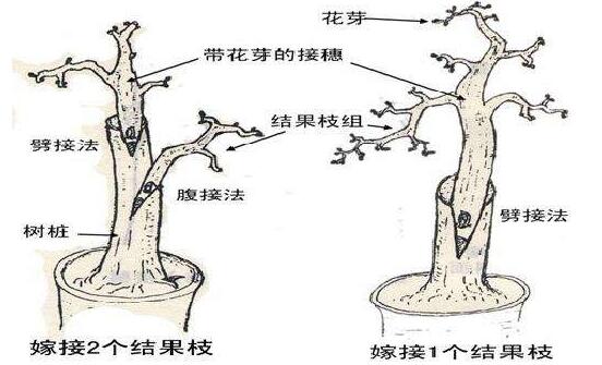 榕樹盆景怎么修剪，榕樹盆景修剪方法"