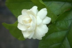 茉莉花夏天怎么養，控制施肥澆水得當才能養得好"