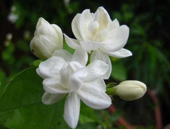 茉莉花爛根怎么救，茉莉花爛根解救辦法"