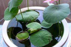 水培荷花的養殖方法，勤換水并保證光照充足"
