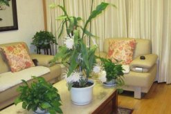 曇花如何修剪，曇花修剪5大要點"