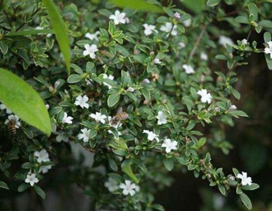 六月雪什么時(shí)候開花，六月雪在5-7月開花"