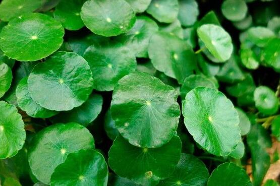 黃銅錢草有哪些常見的品種，欣賞四種最好看品種"