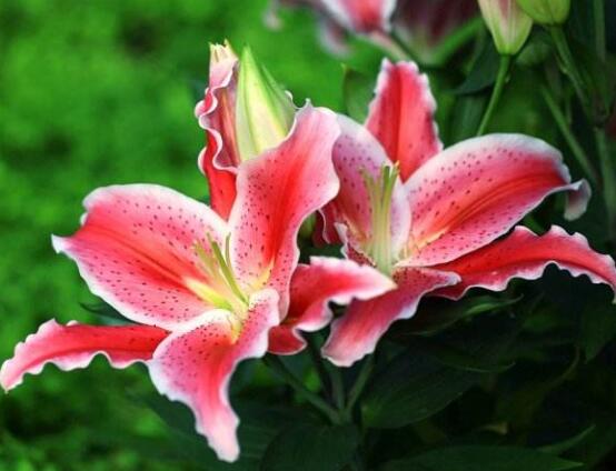 香水百合的寓意是什么，夫妻恩愛(ài)、百年好合(美好)"