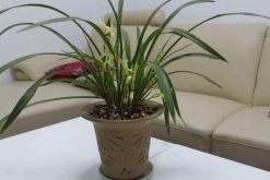 怎么區(qū)分蘭花品種分類，從葉子區(qū)分蘭花品種"