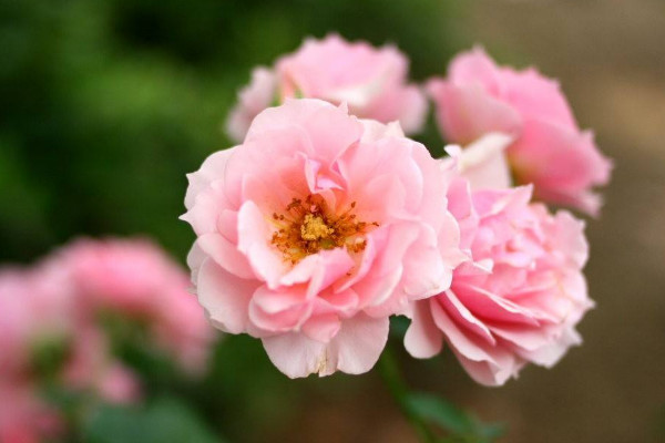 薔薇種植方法及時間，一年四季任意時段都可栽培"