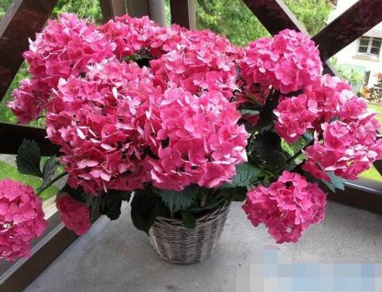 水養繡球花蔫了怎么辦，做好這五點水養花色鮮艷美麗"