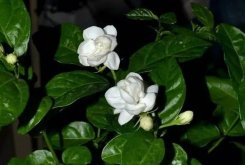 茉莉花葉斑病如何防治，及時摘除病葉是關鍵"