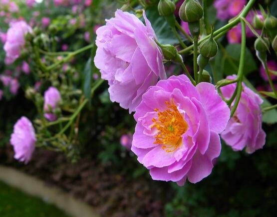 紫色薔薇花圖片，紫色薔薇花代表禁錮的愛情"