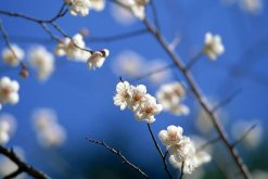 櫻花修剪季節，櫻花的修剪在夏秋季節"