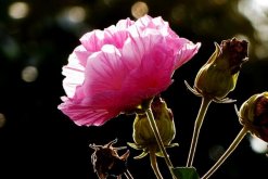 芙蓉花葉子蔫了怎么辦，找到原因立即處理"